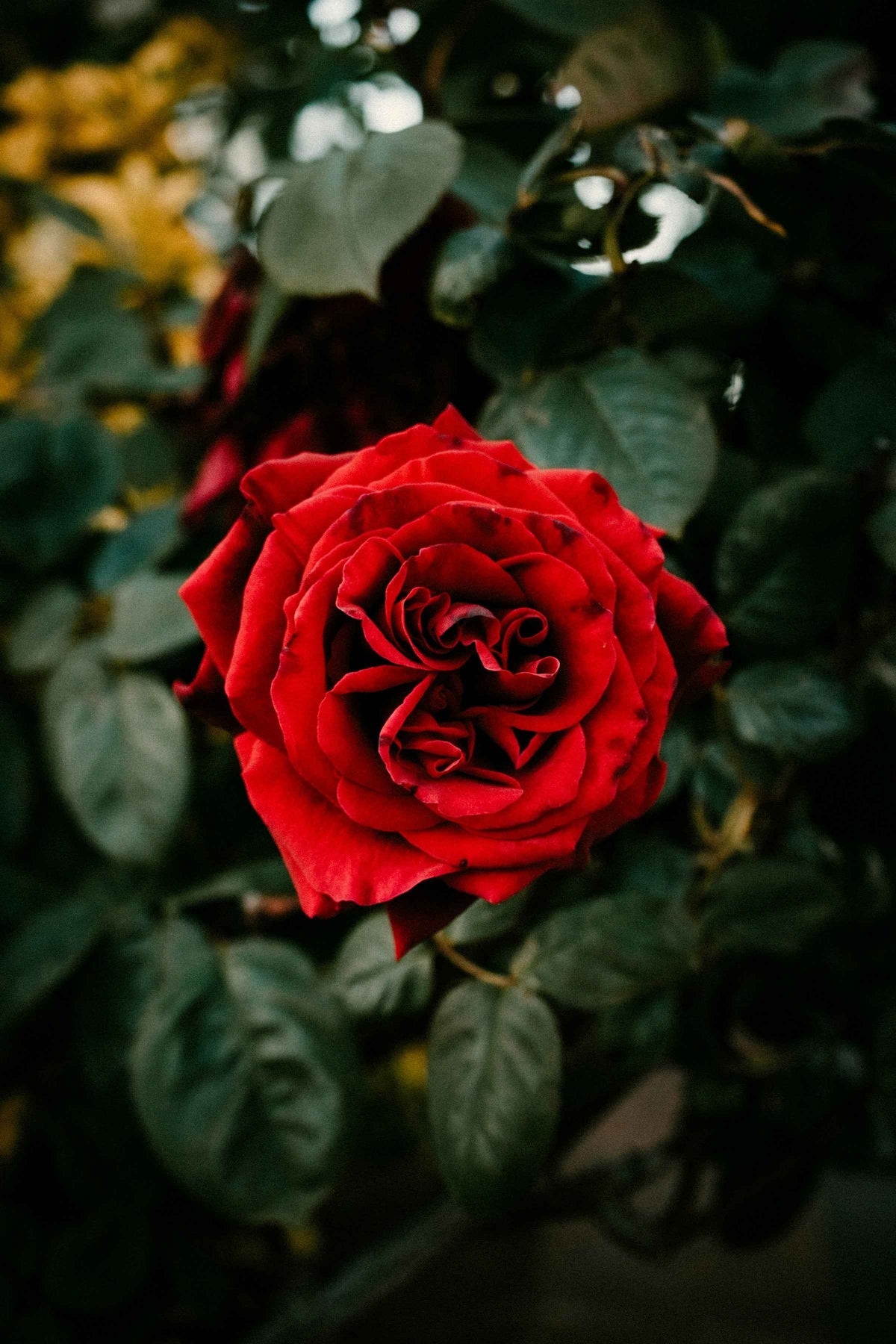 Patchouli & Roses – White/Bronze Luxury Coconut Wax Candle (920g) | L'atelier Himalaya
