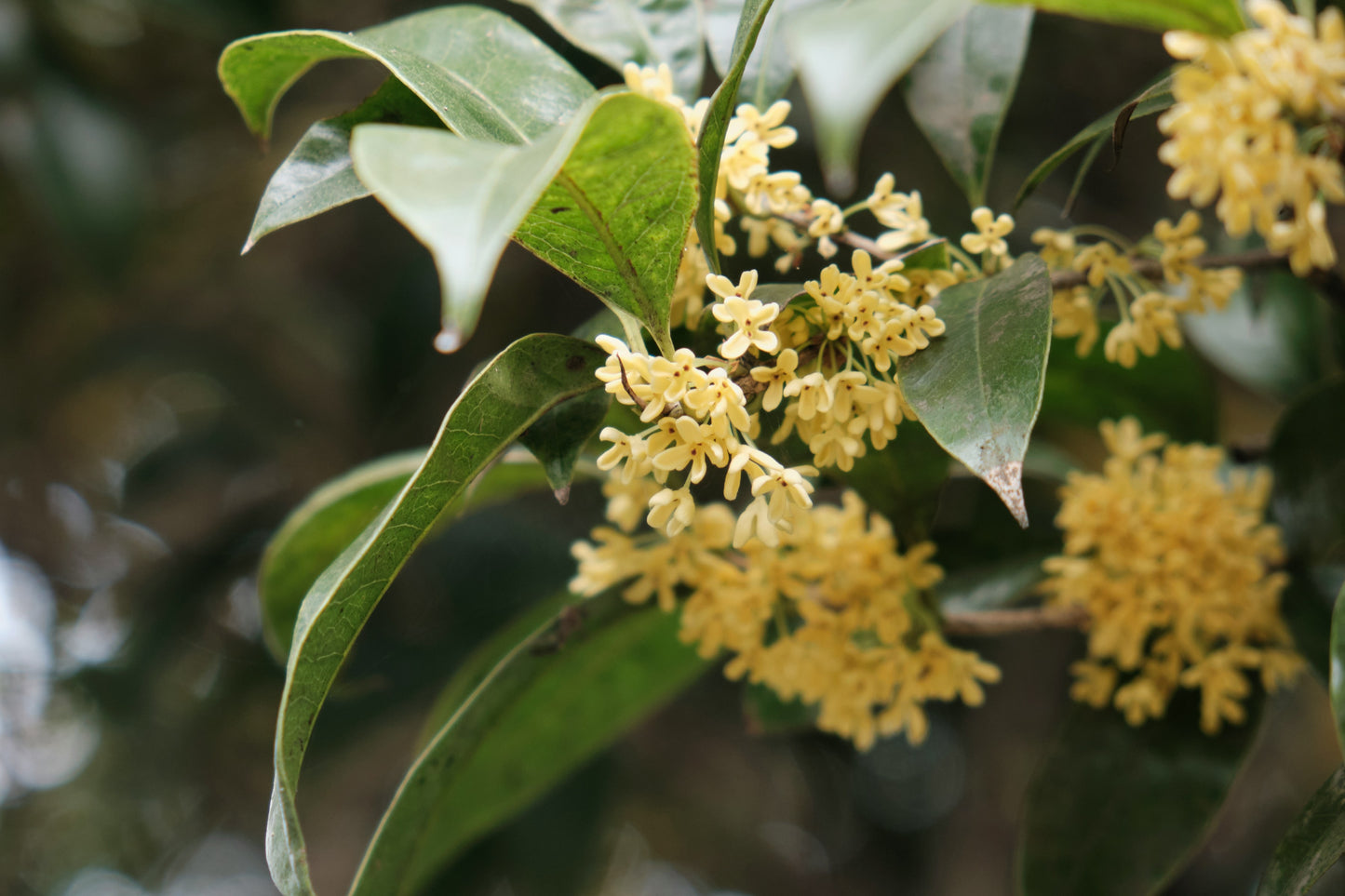 Everyday Serenity Green tea and Osmanthus, Scented coconut wax (200 ml jar)